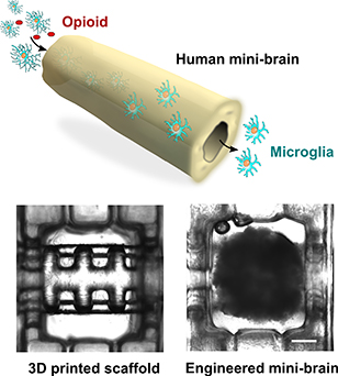 Researchers are 3D printing mini-brains to study the effects of multiple treatments.